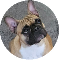 Customer avatar bulldog